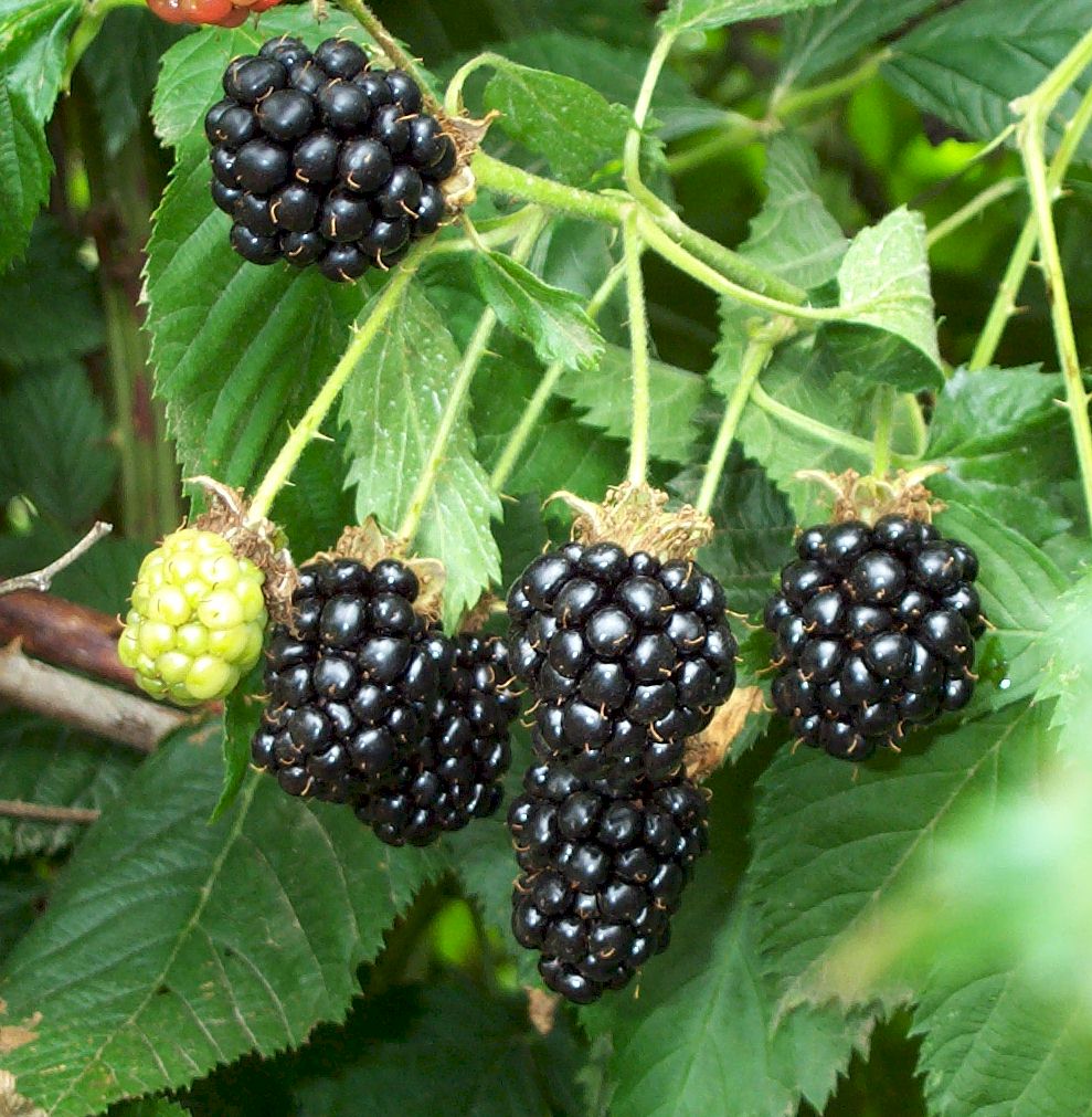 Image result for blackberry bush